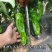苏北农家自种新鲜虎皮薄皮青辣椒青椒菜椒牛角椒