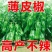 苏北农家自种新鲜虎皮薄皮青辣椒青椒菜椒牛角椒