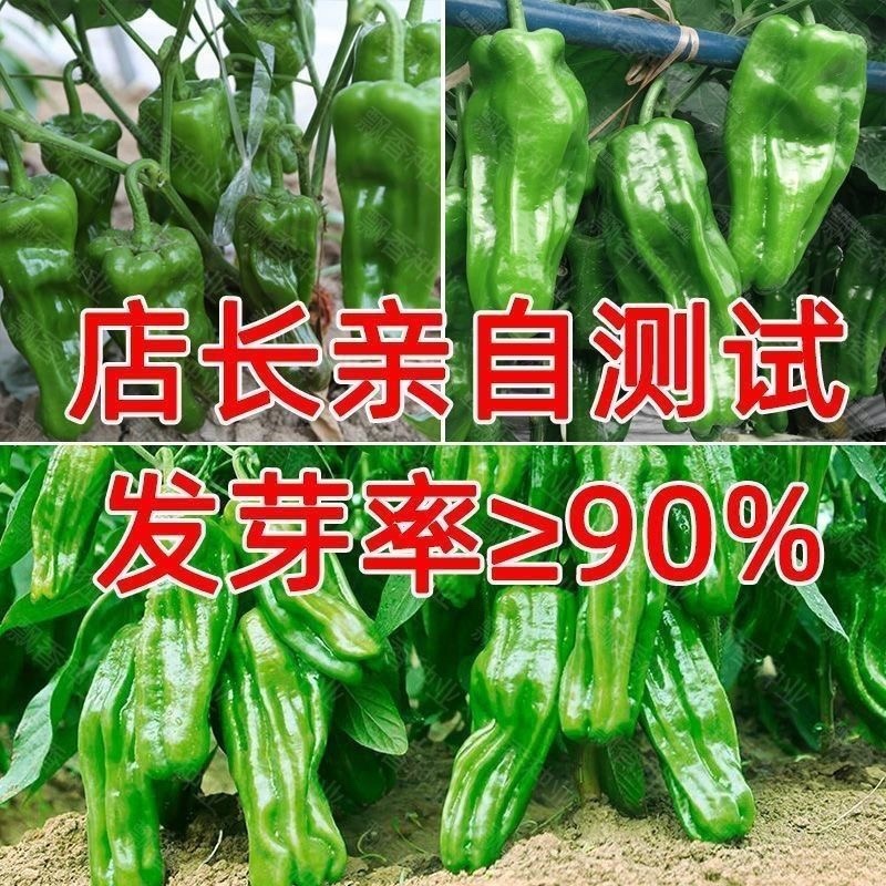 苏北农家自种新鲜虎皮薄皮青辣椒青椒菜椒牛角椒