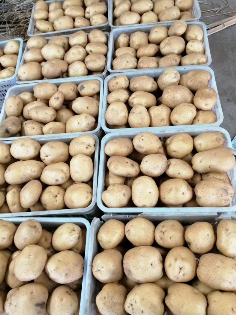 沃土土豆