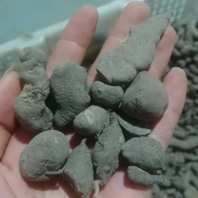 贵州深山老林野生三叶青干货