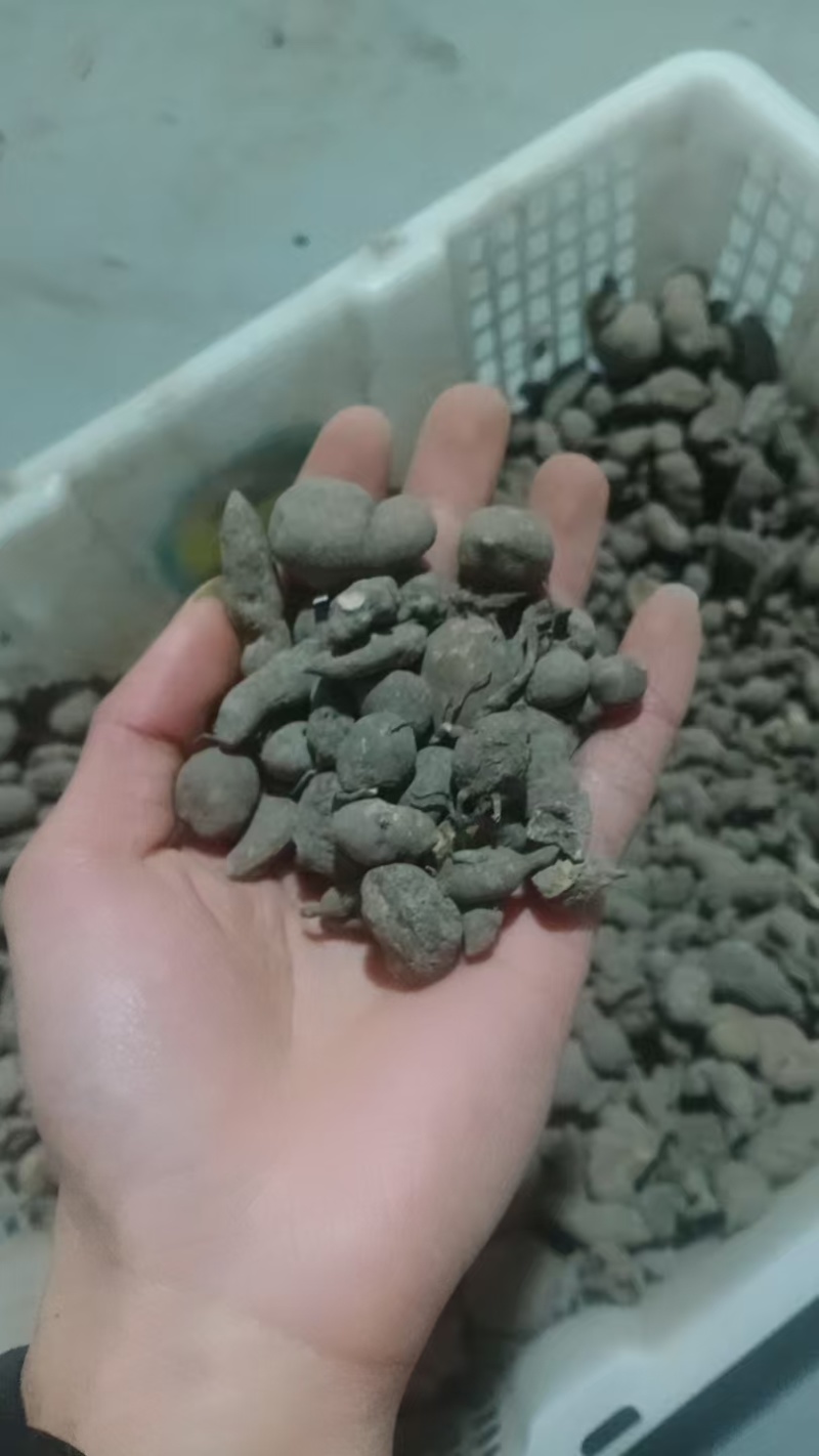 贵州深山老林野生三叶青干货
