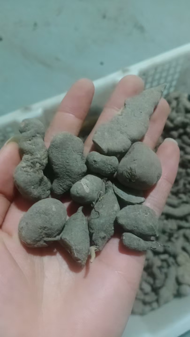 贵州深山老林野生三叶青干货