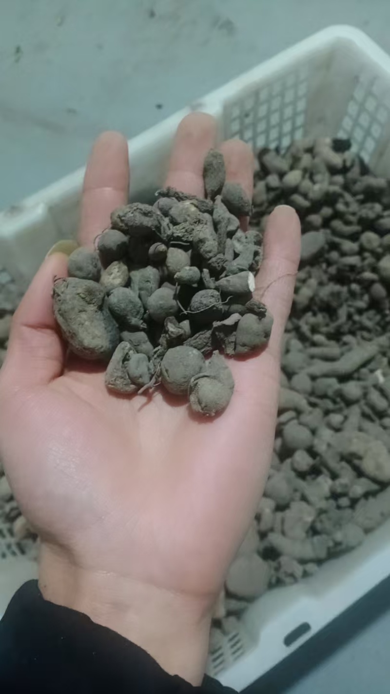 贵州深山老林野生三叶青干货