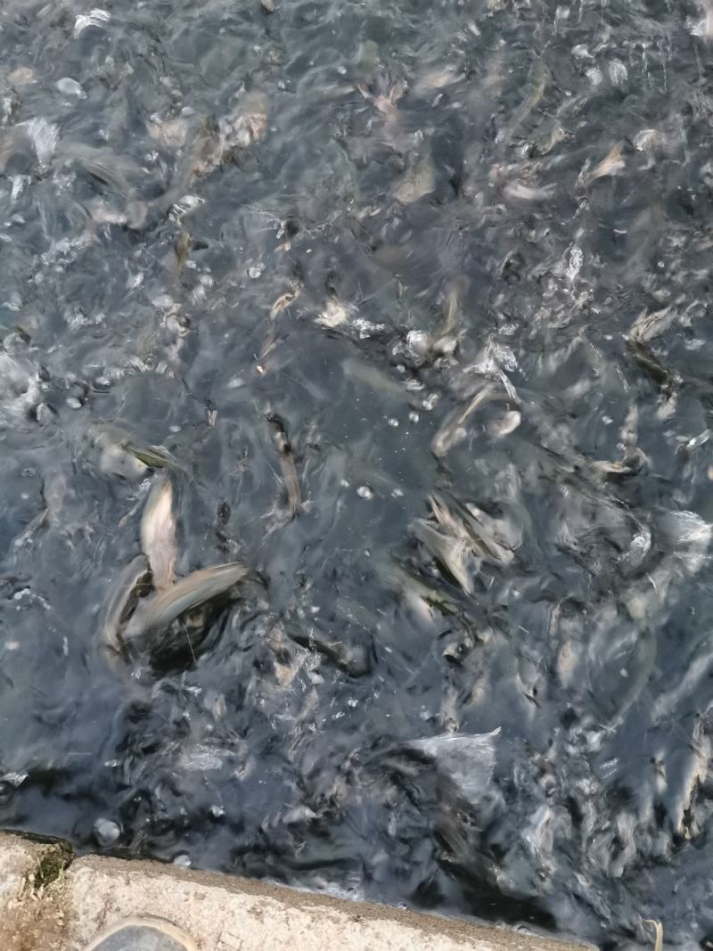 虹金鳟鱼苗