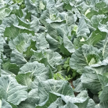 牛心包菜，高山露天精品