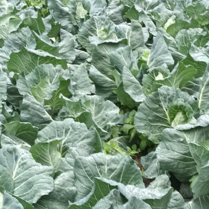 牛心包菜，高山露天精品