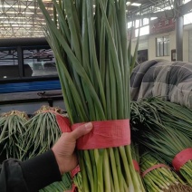 小葱河北精品小葱，一手货源，量大从优，诚信经营，欢迎选购