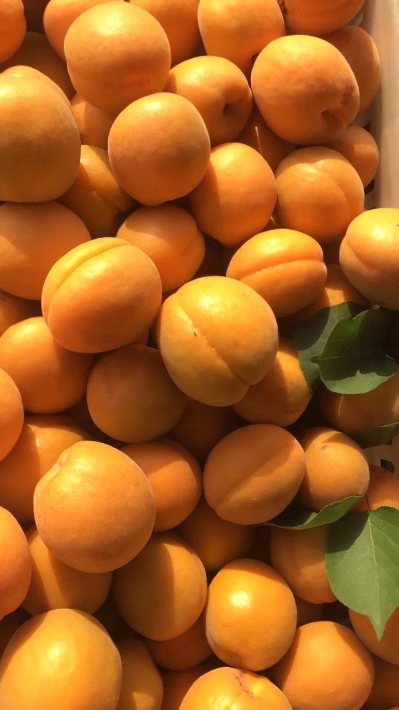 杏金太阳杏产地直供量大从优欢迎咨询