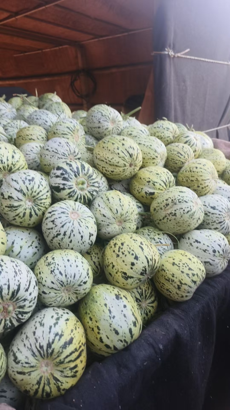 山东聊城莘县花美人甜瓜已大量上市质量保证货源稳定全国对接