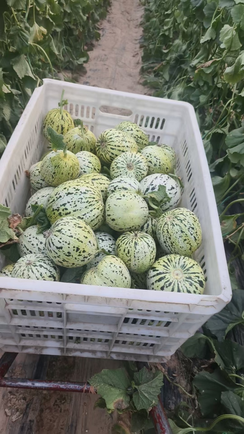 山东聊城莘县花美人甜瓜已大量上市质量保证货源稳定全国对接