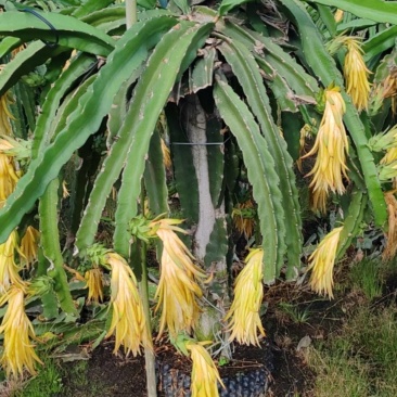吴川红心火龙果