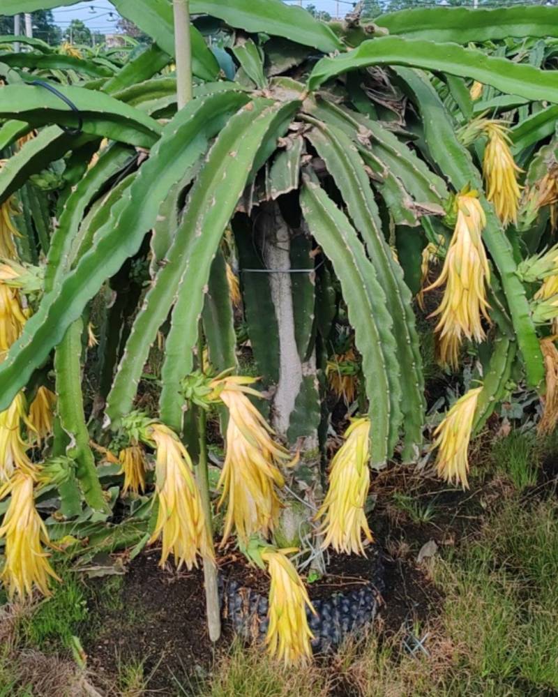 吴川红心火龙果