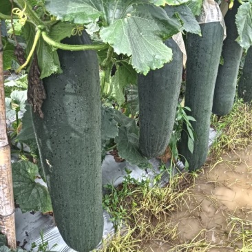 广西黑皮掉冬瓜，市场精品货，饭堂货大量有货需的联系