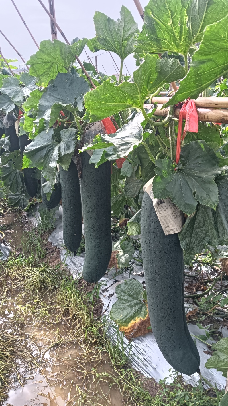 广西黑皮掉冬瓜，市场精品货，饭堂货大量有货需的联系