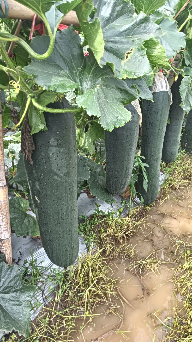 广西黑皮掉冬瓜，市场精品货，饭堂货大量有货需的联系