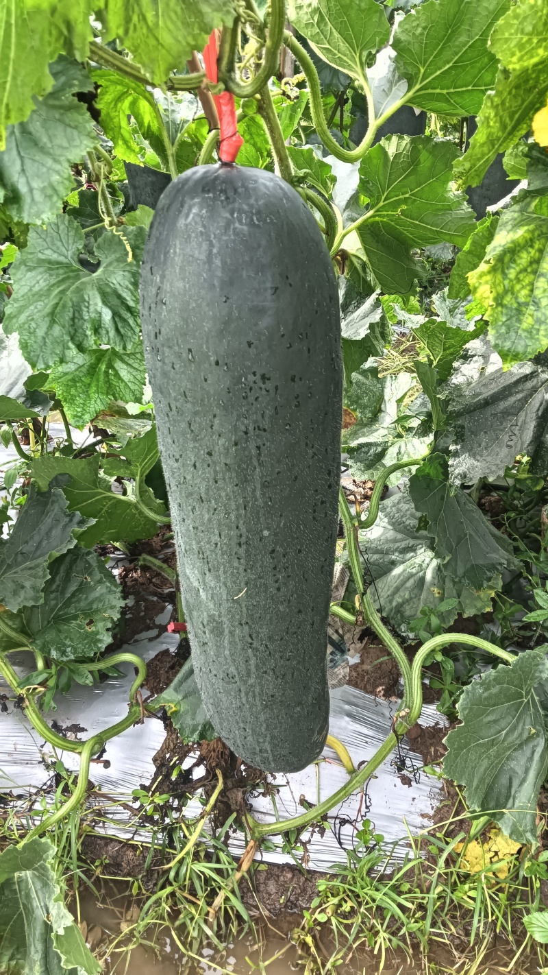 广西黑皮掉冬瓜，市场精品货，饭堂货大量有货需的联系