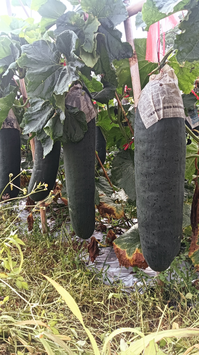 广西黑皮掉冬瓜，市场精品货，饭堂货大量有货需的联系