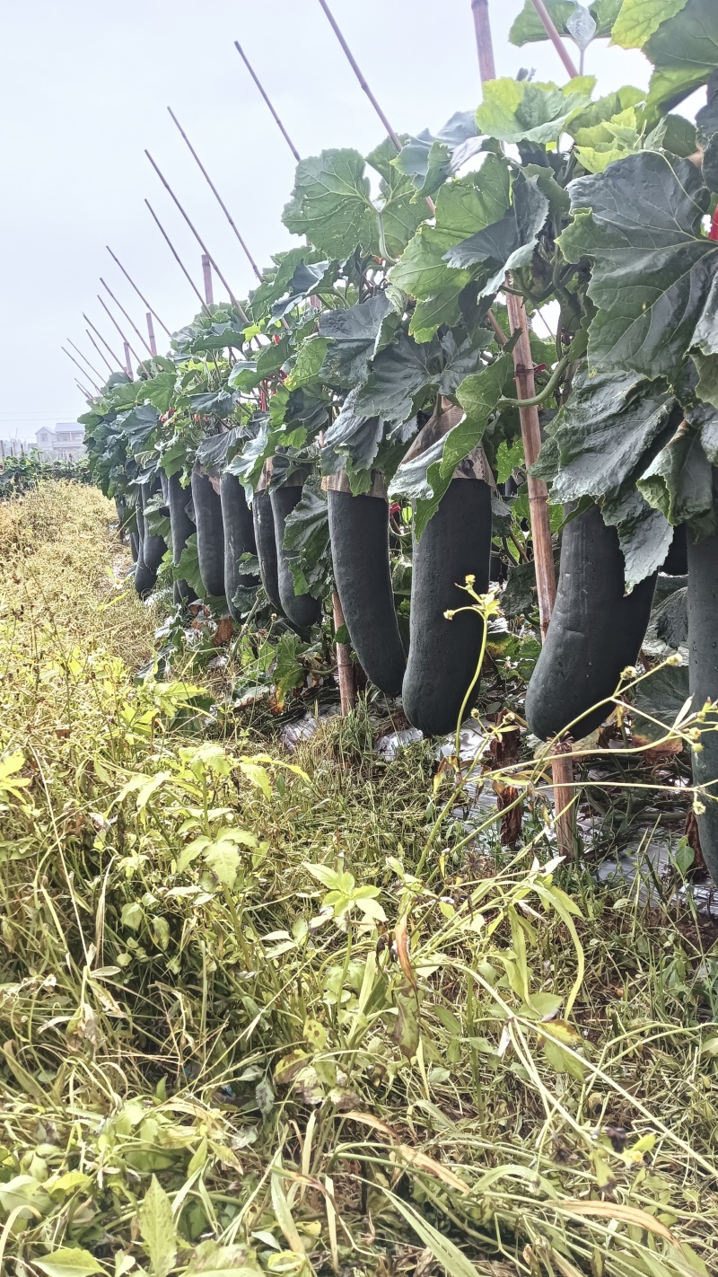 广西黑皮掉冬瓜，市场精品货，饭堂货大量有货需的联系