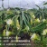 吴川红心火龙果