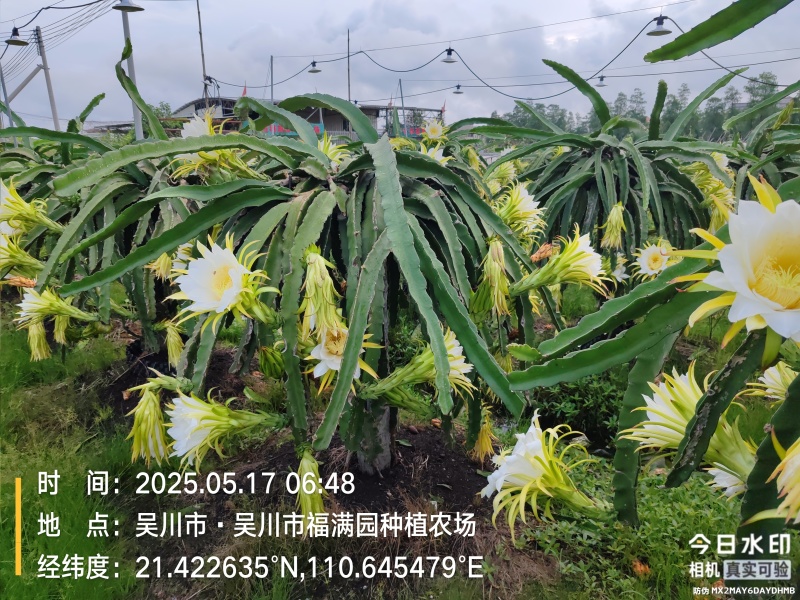 吴川红心火龙果
