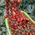 串果小番茄