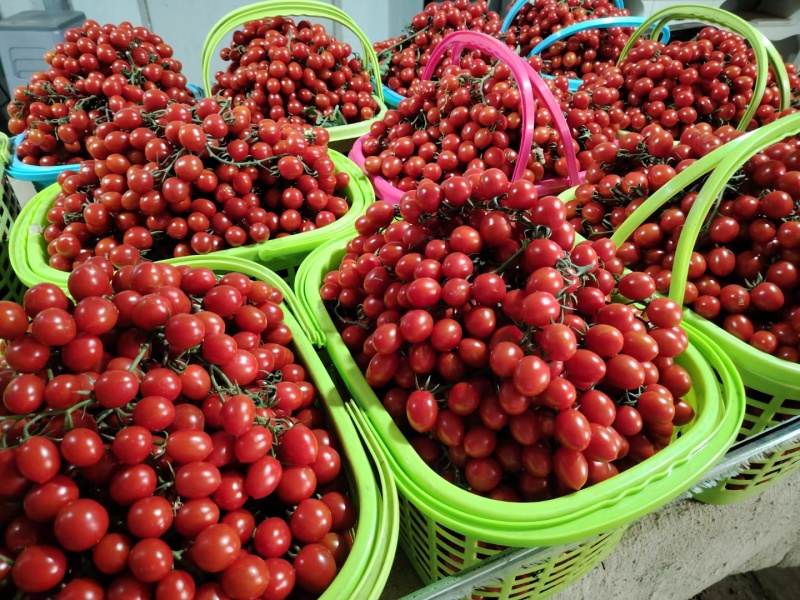 串果小番茄