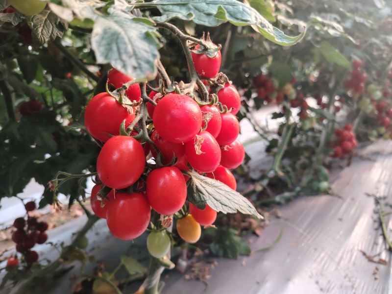 串果小番茄