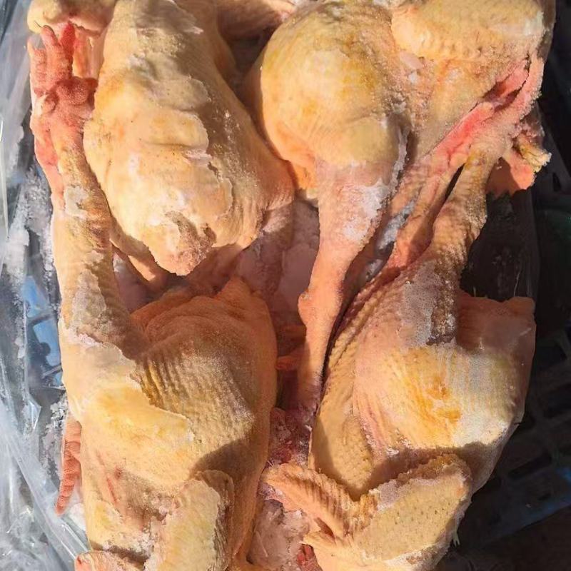 二级公鸡5-6斤的，编织袋装