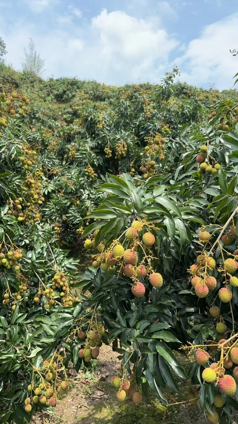 妃子笑已成熟了