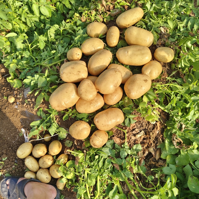 河南许昌黄皮黄心希森4号土豆/诚信经营/保质保量