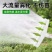 农用浇菜浇花大流量喷头浇水浇菜花洒喷头大棚水管农田浇地神