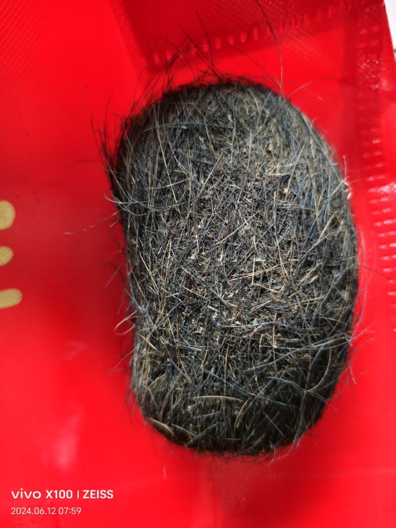 【精选】甘肃猪宝一手货源品质保障价格优惠可视频看货