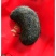 【精选】甘肃猪宝一手货源品质保障价格优惠可视频看货