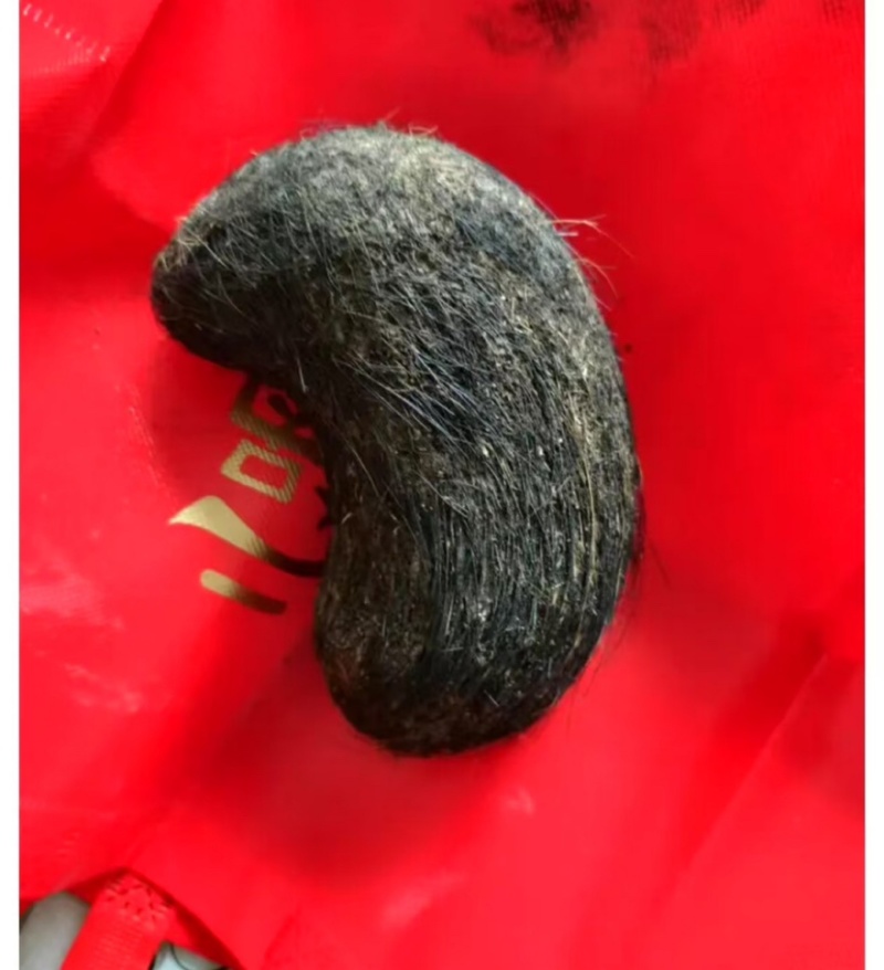 【精选】甘肃猪宝一手货源品质保障价格优惠可视频看货