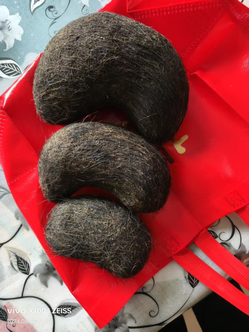 【精选】甘肃猪宝一手货源品质保障价格优惠可视频看货