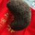 【精选】甘肃猪宝一手货源品质保障价格优惠可视频看货