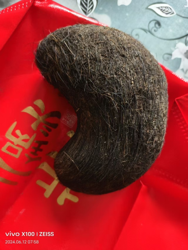 【精选】甘肃猪宝一手货源品质保障价格优惠可视频看货