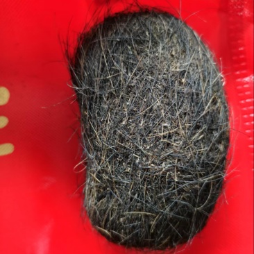 【精选】甘肃猪宝一手货源品质保障价格优惠可视频看货