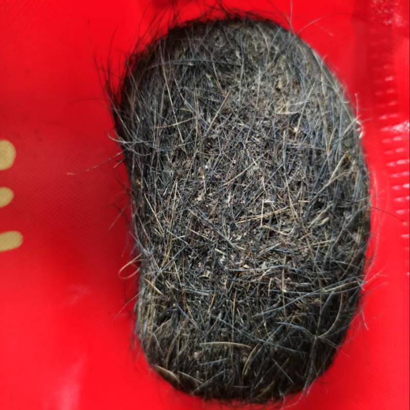 【精选】甘肃猪宝一手货源品质保障价格优惠可视频看货