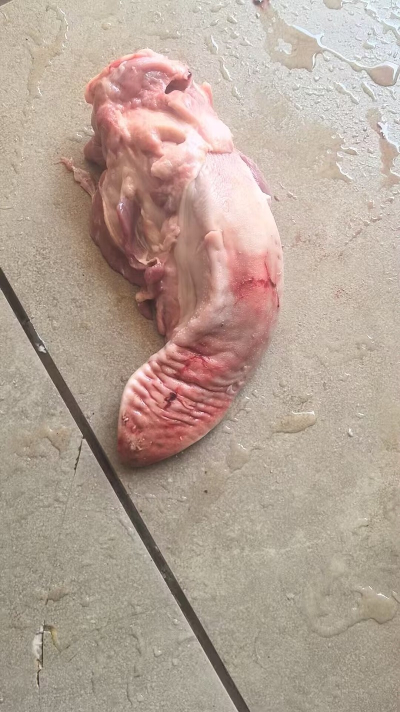 【优质推荐】猪舌头猪副产品一手货源产地直发可视频看货