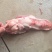 【优质推荐】猪舌头猪副产品一手货源产地直发可视频看货