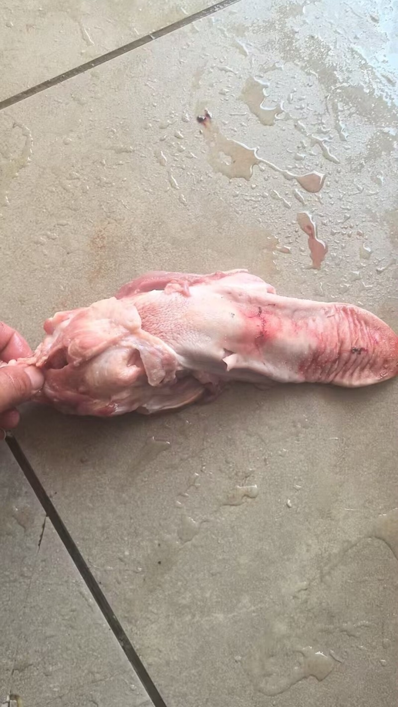 【优质推荐】猪舌头猪副产品一手货源产地直发可视频看货