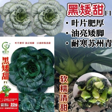 黑矮甜苏州青种子趴地油亮苏州青菜种籽软糯清甜特矮耐寒黑叶