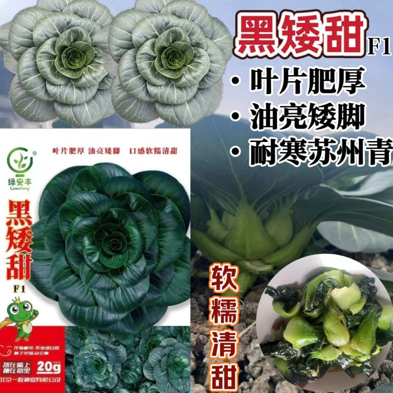 黑矮甜苏州青种子趴地油亮苏州青菜种籽软糯清甜特矮耐寒黑叶