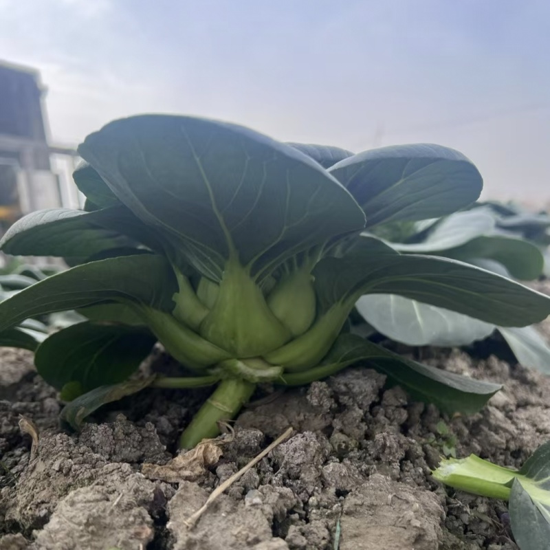黑矮甜苏州青种子趴地油亮苏州青菜种籽软糯清甜特矮耐寒黑叶