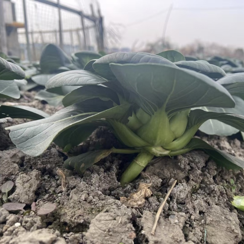 黑矮甜苏州青种子趴地油亮苏州青菜种籽软糯清甜特矮耐寒黑叶
