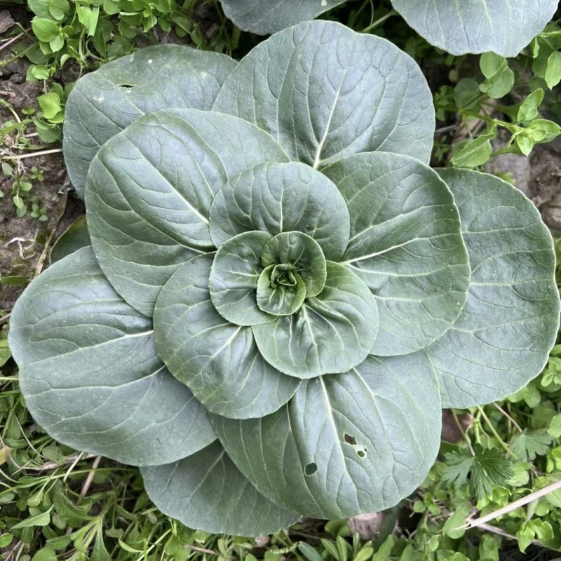 黑矮甜苏州青种子趴地油亮苏州青菜种籽软糯清甜特矮耐寒黑叶