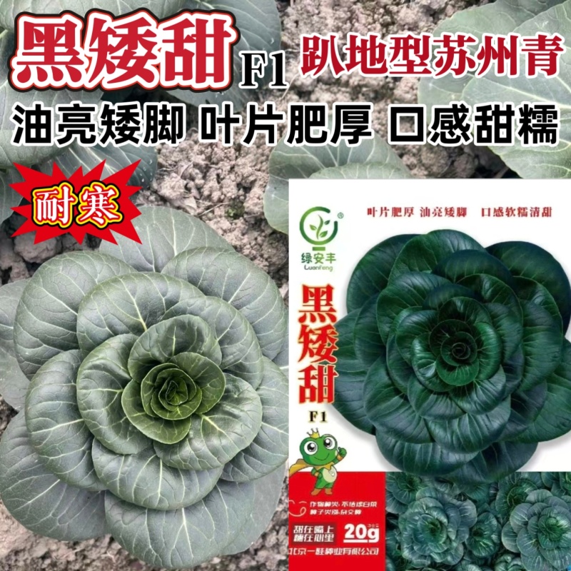 黑矮甜苏州青种子趴地油亮苏州青菜种籽软糯清甜特矮耐寒黑叶
