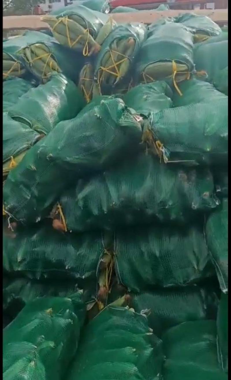 精品甜玉米大量供应全国各地市场商超，保质保量，需要的联系